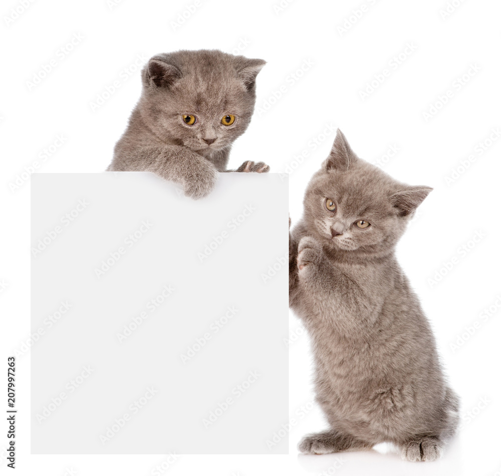 Two kittens above and near white banner. isolated on white background