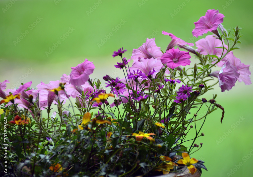 Fototapeta premium Delicate purple flowers in bloom