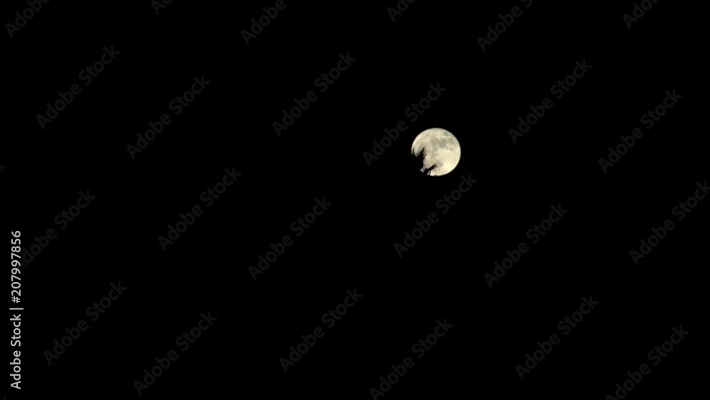Time-Lapse: Super Moon and the Silhouette of a Tree Time-Lapse: Super Moon and the Silhouette of a Tree