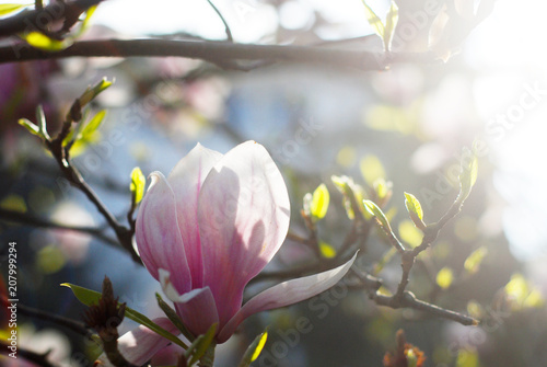 Beautiful magnolias in a park