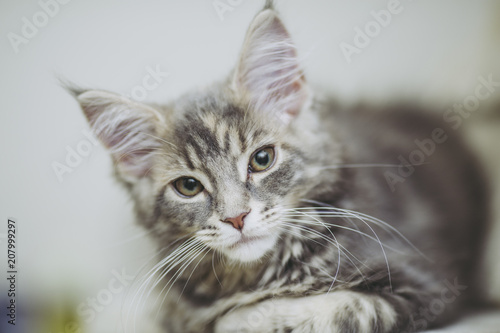 猫メインクーン © beeboys