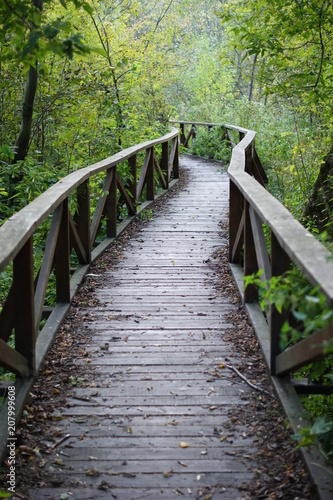 Old bridge in the summer forest