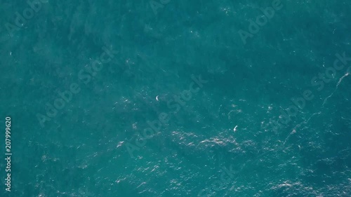 Massive flock of birds - Cook Island. Fingal Head, Tweed Coast, NSW, Australia