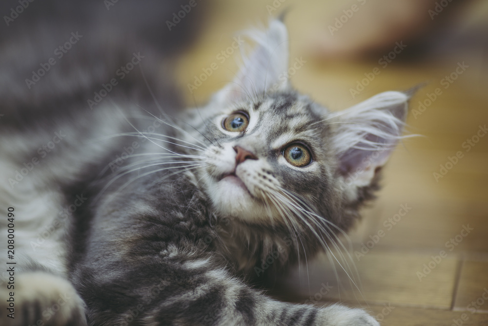 猫メインクーン 猫メインクーン