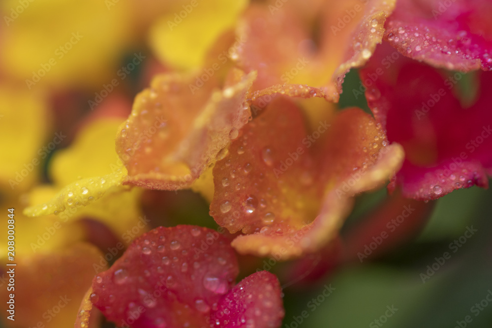 Colorful petals