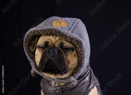 Fototapeta Naklejka Na Ścianę i Meble -  Sleepy pug wearing a hoody