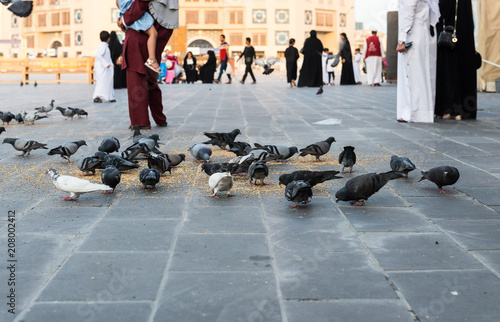 feeding pigeons on the doha street