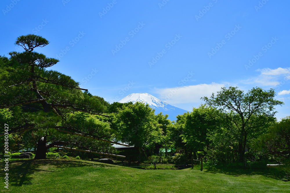 松と新緑と富士山のコラボ