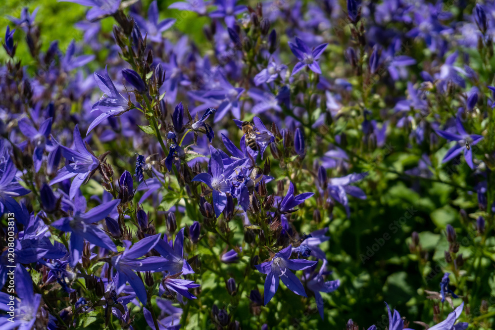 Fototapeta premium Lavendel Makro Aufnahme in schönem Garten