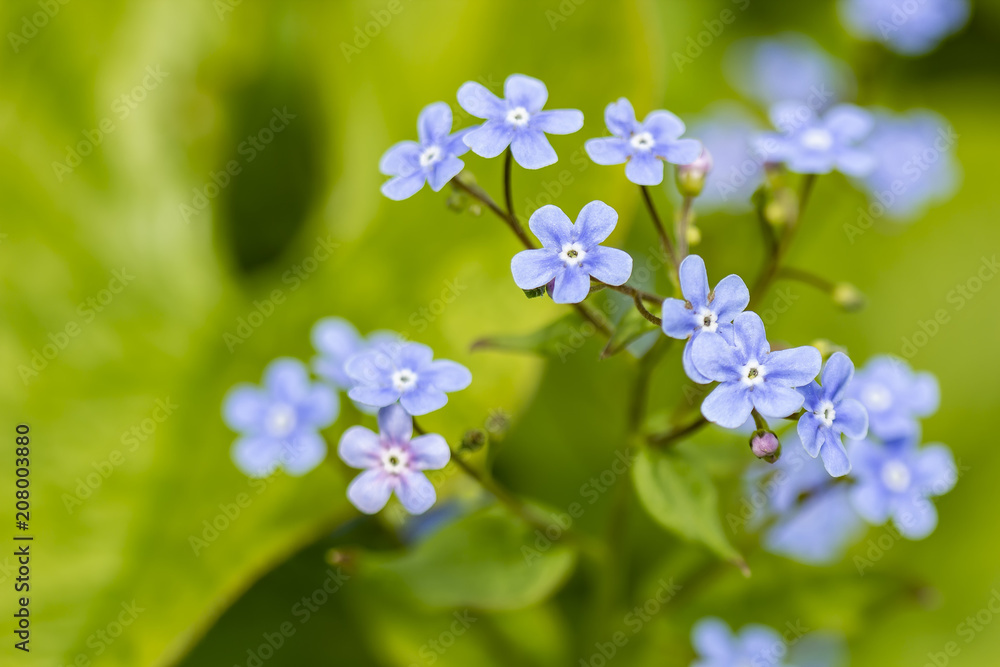 Beautiful little flowers of forget-me-not (Myosotis) in the spring afternoon. Close-up. Beautiful little flowers of forget-me-not (Myosotis) in the spring afternoon. Close-up.