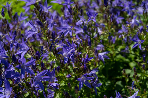 Lavendel Makro Aufnahme in sch  nem Garten