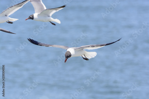 Laughing Gull in Flight