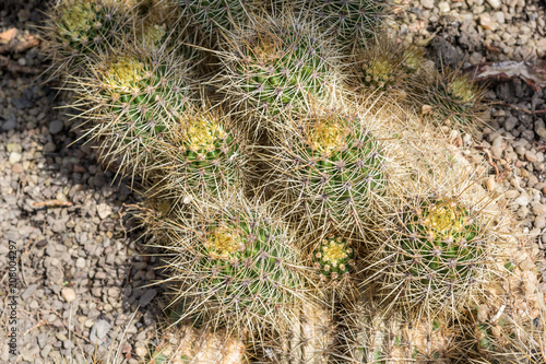 Cactus. Close up of green succulent or cactus plant with sharp spikes outside