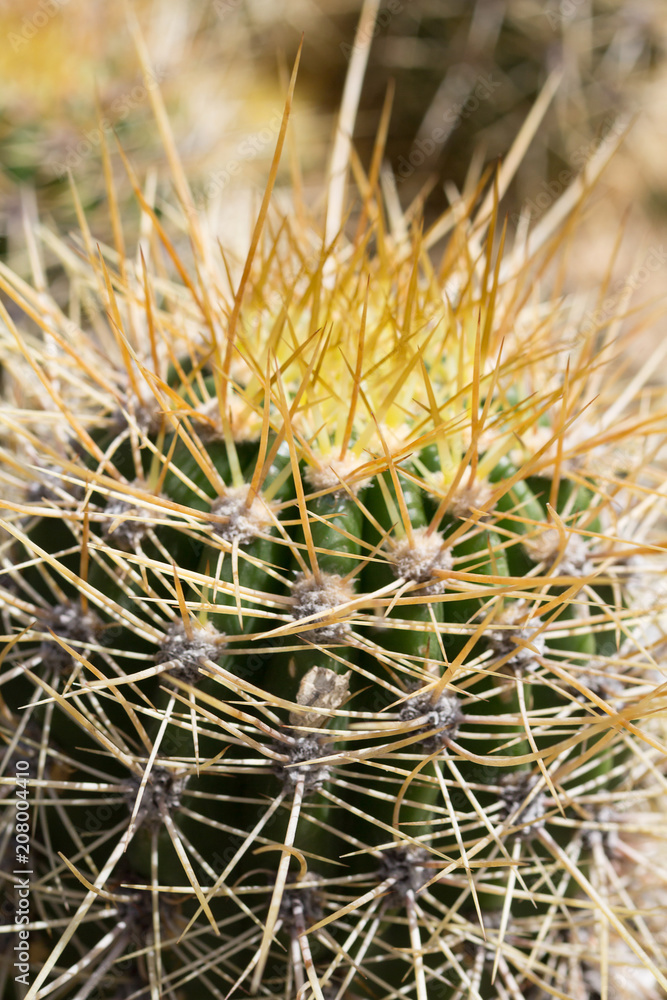 Cactus. Close up of green succulent or cactus plant with sharp spikes outside Cactus. Close up of green succulent or cactus plant with sharp spikes outside