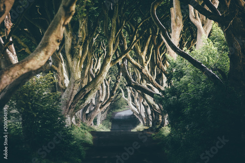 A moody tunnel of intertwined beech trees known as The Dark Hedges, Northern Ireland. photo