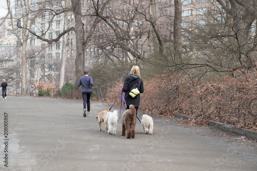Fotografie Dog Walker