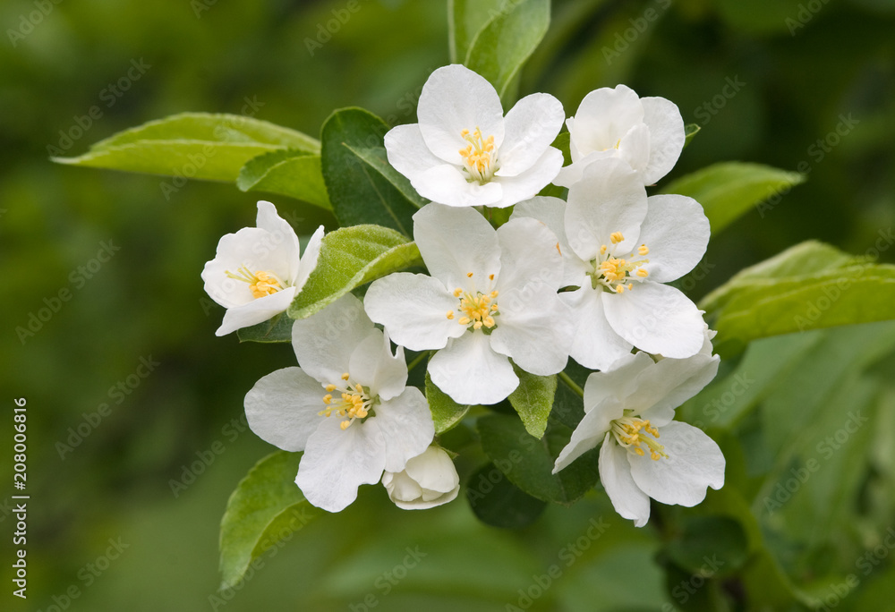 SARGENT CRABAPPLE - MALUS SARGENTI SARGENT CRABAPPLE - MALUS SARGENTI