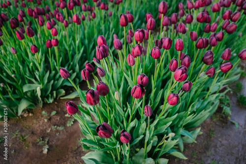 Colorful purple tulips and green foliage growing in abundance in a spring garden photo