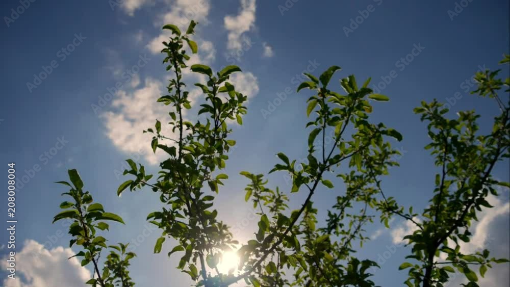 Beautiful green tree under blue sky, timelapse. Beautiful green tree under blue sky, timelapse.