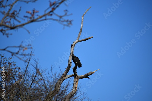 buzzard perched on a dead tree