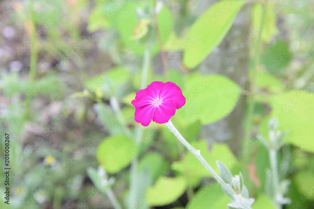 スイセンノウ（一人娘）の花