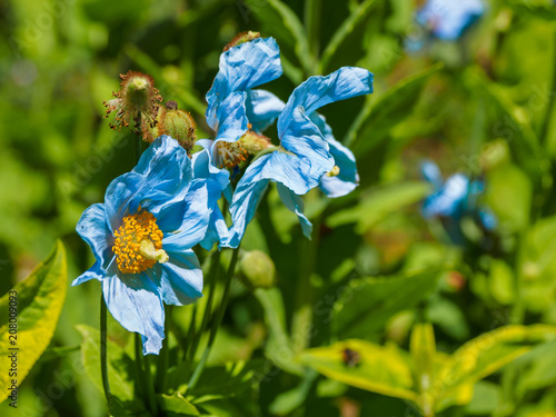 Himalayan blue Tibet Poppy photo