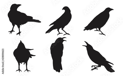 Set of crow vector on white background.Birds vector by hand drawing