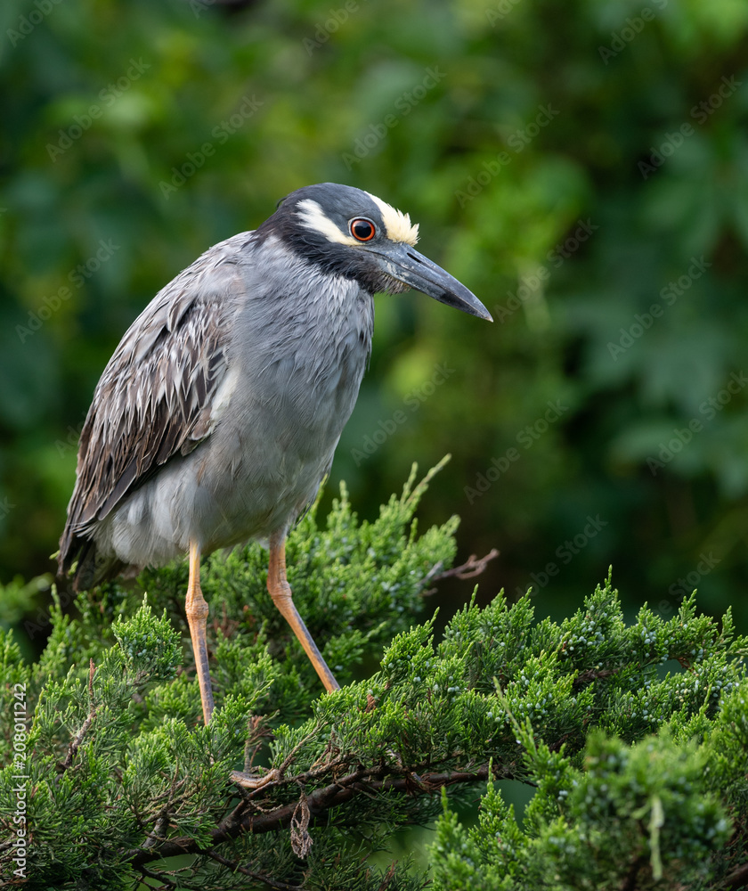 Fototapeta premium Yellow Crowned Night Heron 