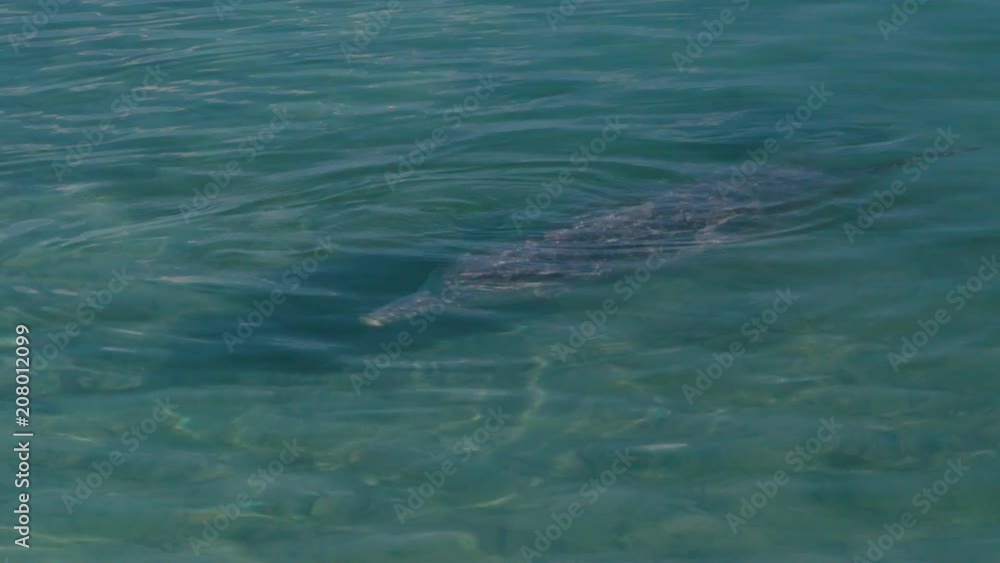 A medium shot of dolphins swimming under the water. Camera tracks the movement of the dolphin A medium shot of dolphins swimming under the water. Camera tracks the movement of the dolphin
