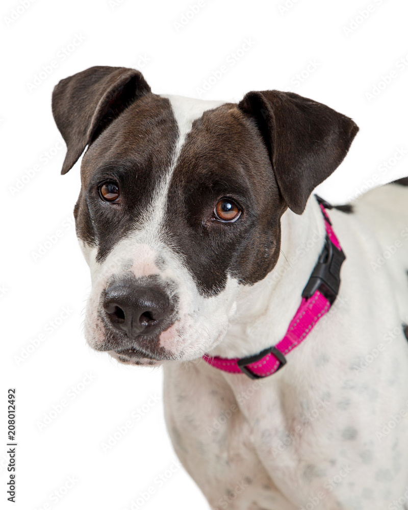 Black and White Pit Bull Dog Closeup