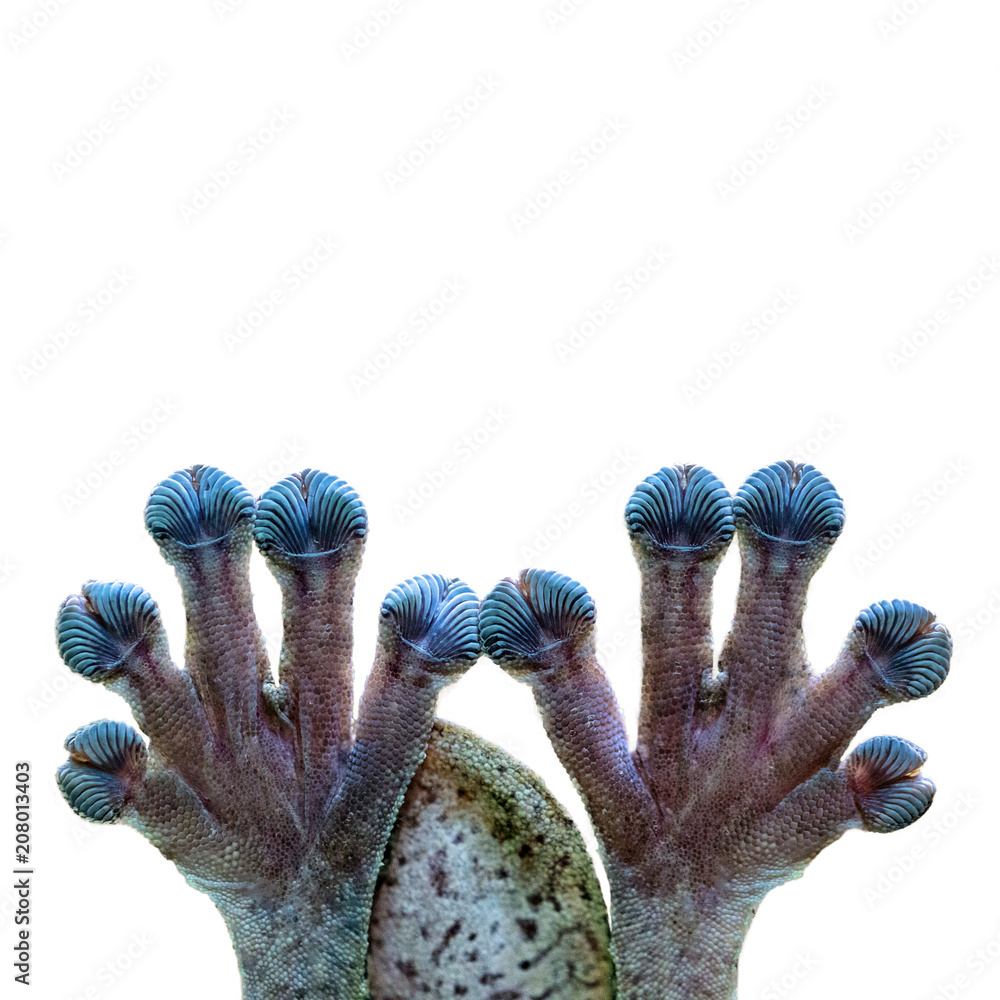 Naklejka premium Bottom of Clinging Gecko Hands on White