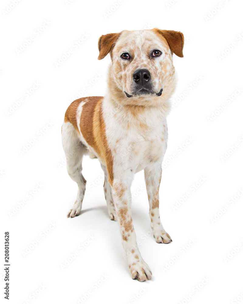 Heeler Dog Mix Standing on White