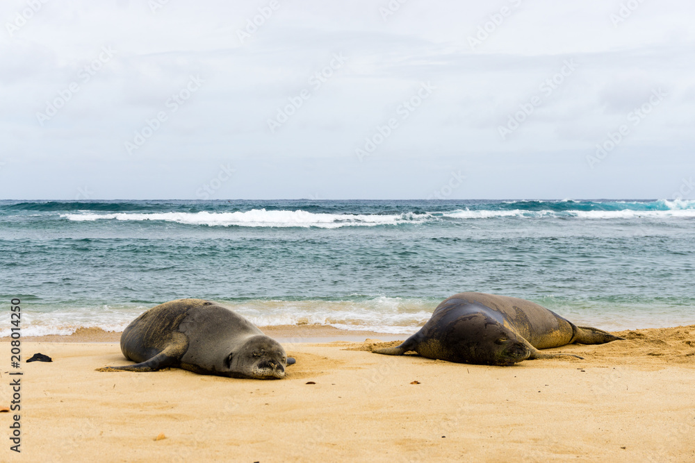Fototapeta premium Hawaiian monk seal couple spending time on the beach
