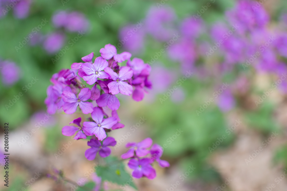 Flowers Blooming in Spring