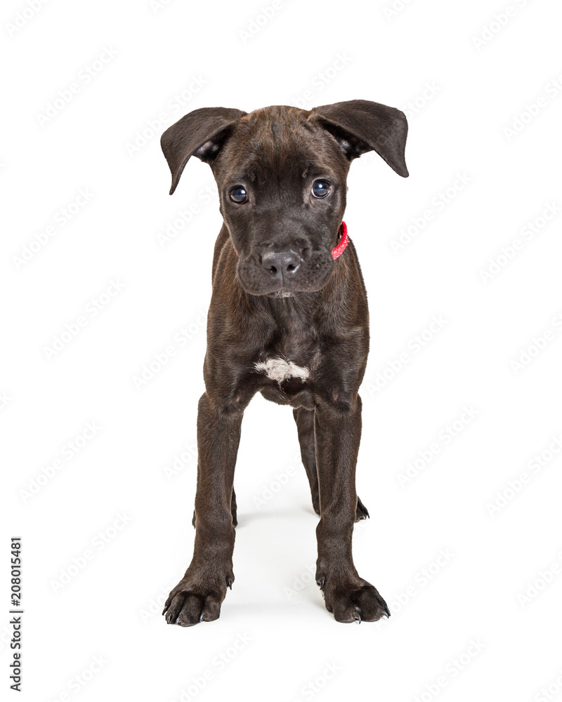 Cute Black Terrier Puppy Standing Facing Forward