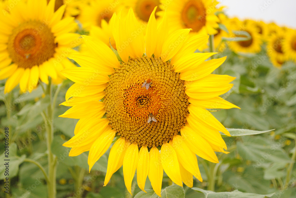 Sunflowers and bees close up
