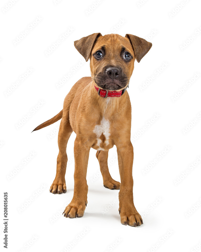 Cute Terrier Puppy Standing on White Cute Terrier Puppy Standing on White