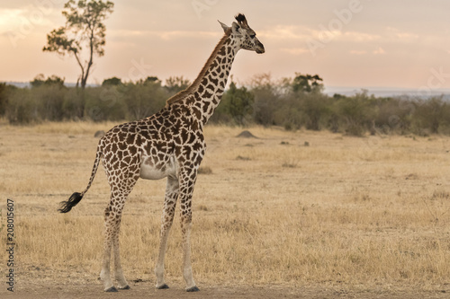 Young giraffe at sunset photo