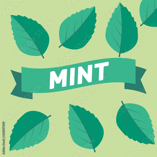 Fresh green tea sprig and mint leaves. Mint leaves vector logo