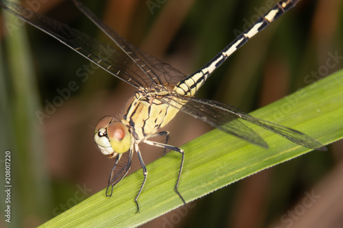a yellow dragonfly perched on the green leaf.
