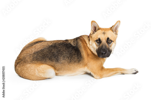 German Shepherd Dog Lying Down Facing Side