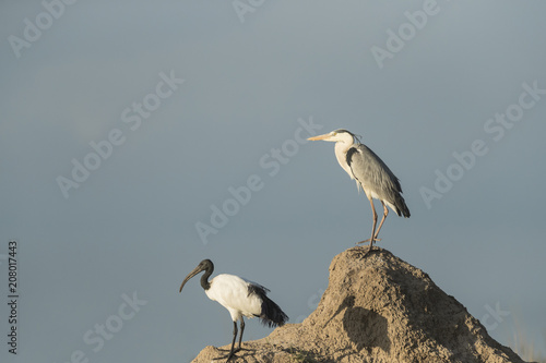 A grey heron and an african sacred ibis on termite mound photo