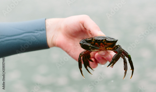 Hand holding a small, green, crab.