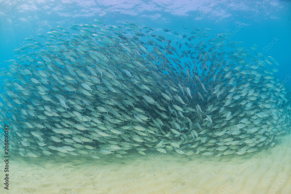 Fototapeta premium Swirling School of Fish