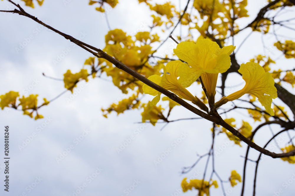 blooming Guayacan or Handroanthus chrysanthus tree blooming Guayacan or Handroanthus chrysanthus tree