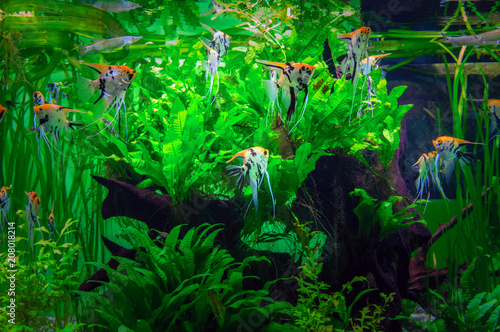 Fototapeta Naklejka Na Ścianę i Meble -  Vibrant Planted Aquarium with beautiful tropical Fish scalar. Amazing aquarium moment.