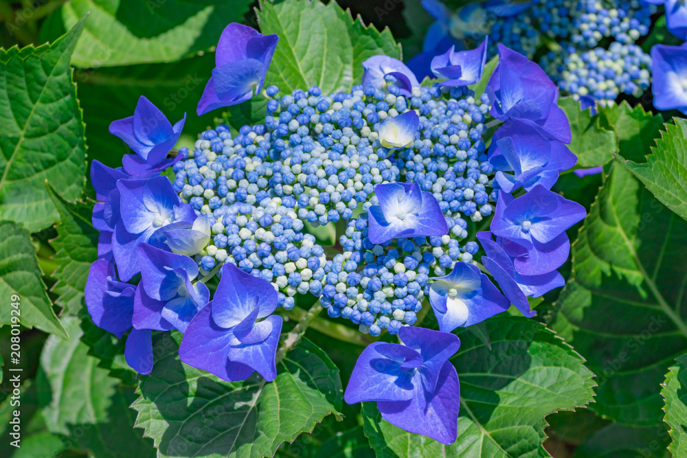 美しいブルーのガクアジサイ Stock Photo Adobe Stock 美しいブルーのガクアジサイ Stock Photo Adobe Stock