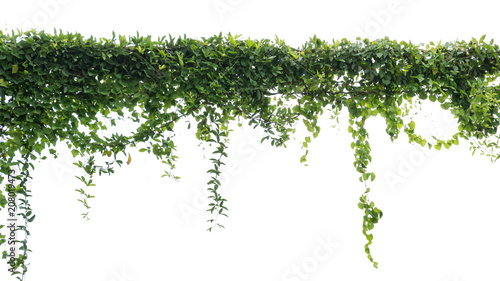 Slika na platnu Ivy green with leaf on isolate white background