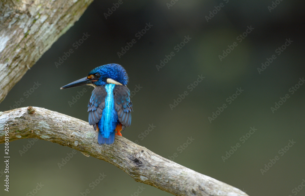 Obraz premium Blue-eared kingfisher 