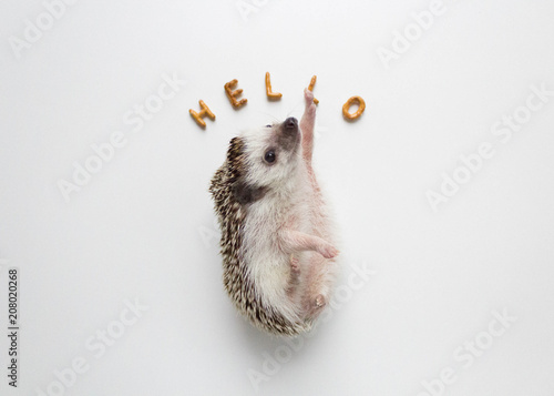 Hello Hedgehog photo